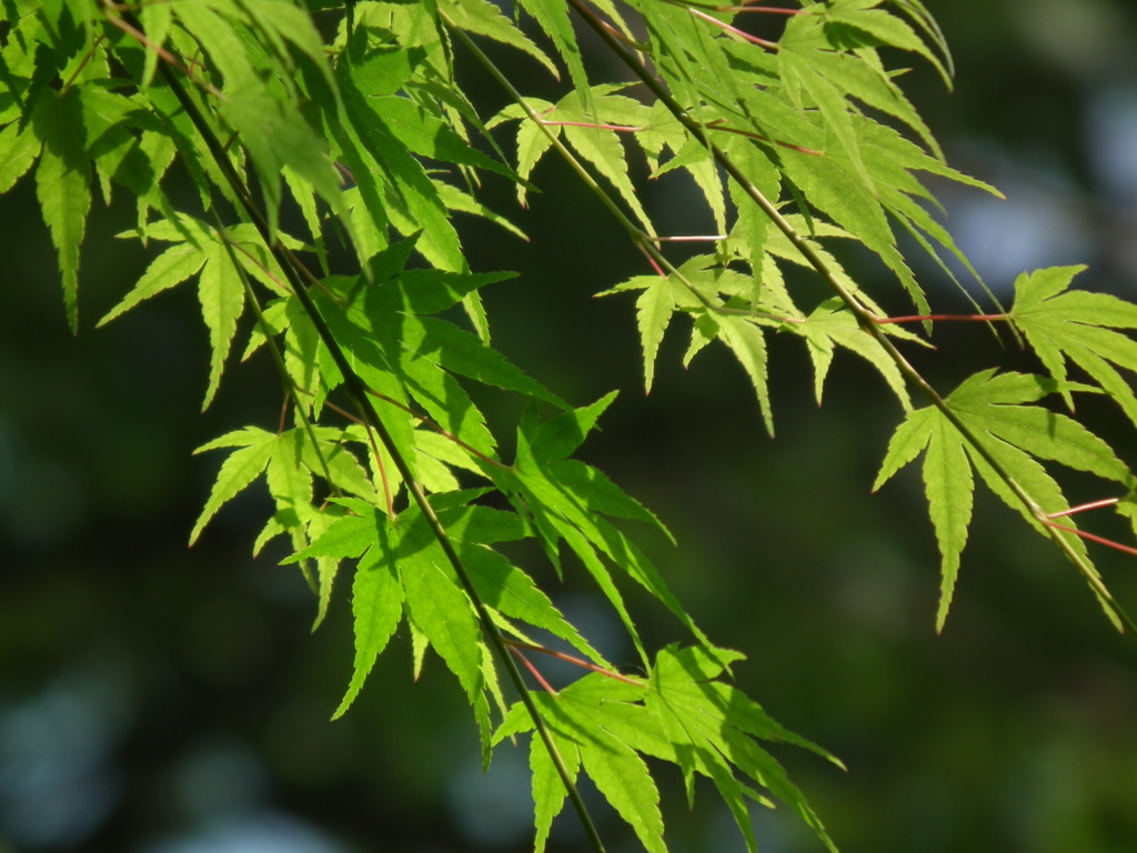 '10.06-kitayama-kouen