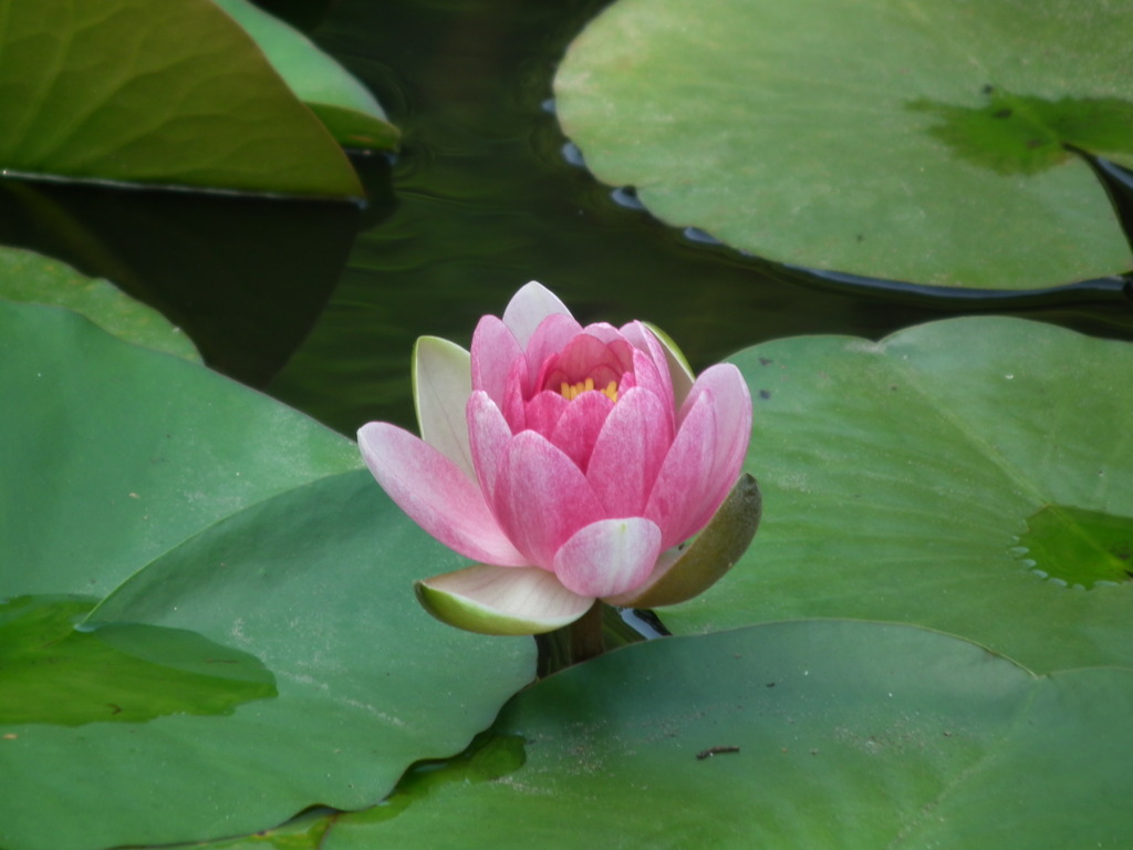 '10.06-kitayama-kouen