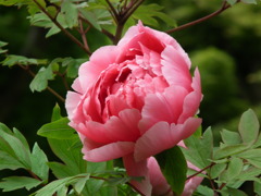 ’10/05-myounji-botan