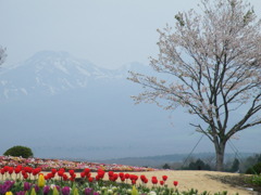 '10.05-NASU FLOWER-WORLO