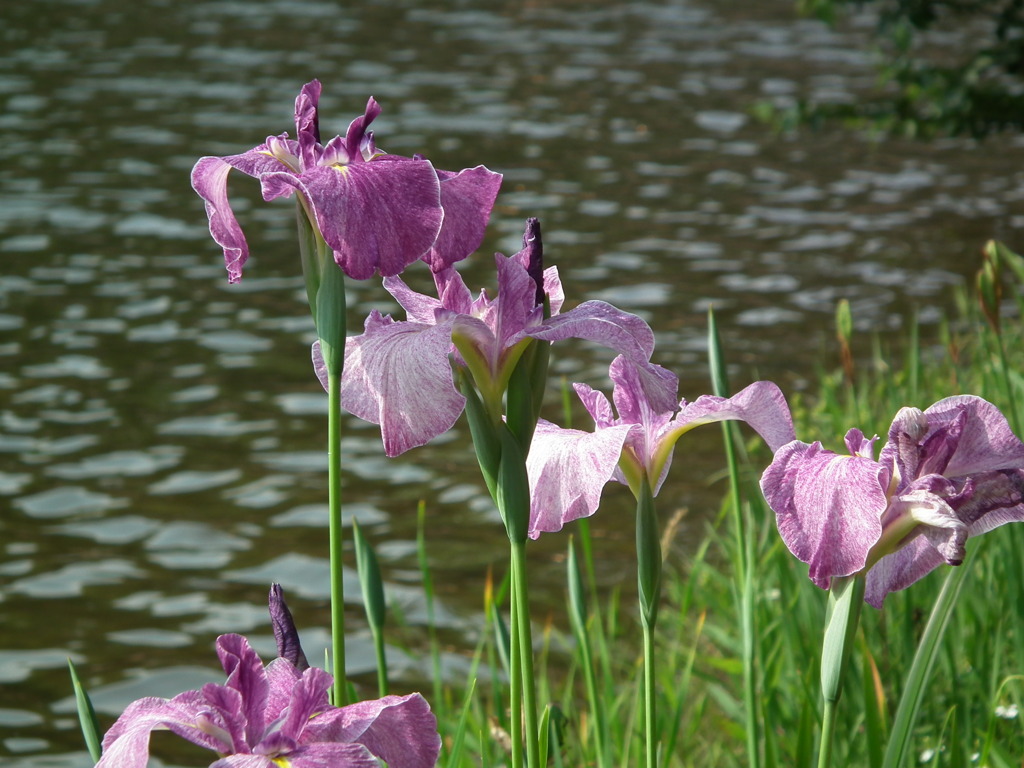 '10.06-kitayama-kouen