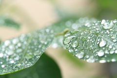 雨上がり