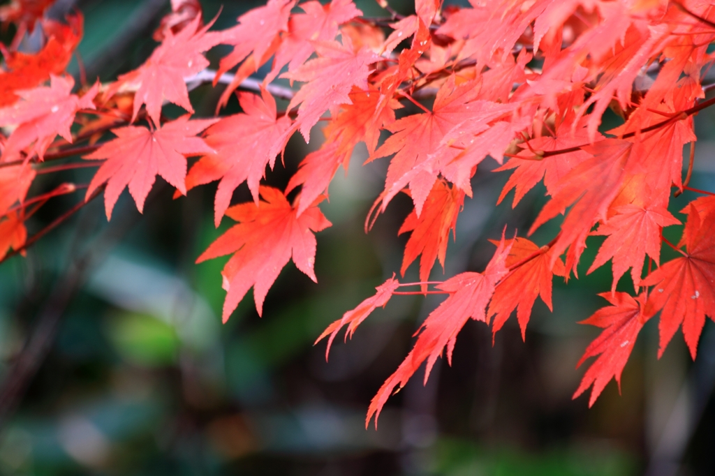 御嶽山の紅葉