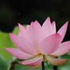 星名池の蓮（２）