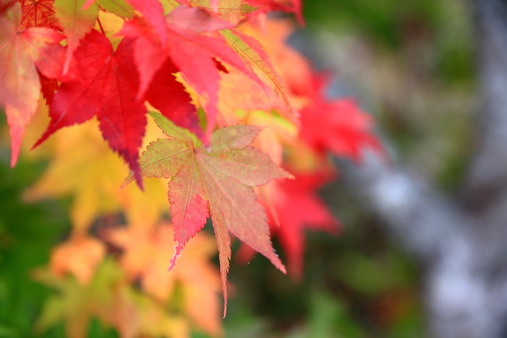 御嶽山の紅葉