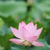 星名池の蓮（１）
