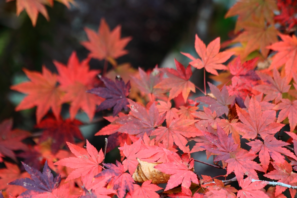 御嶽山の紅葉