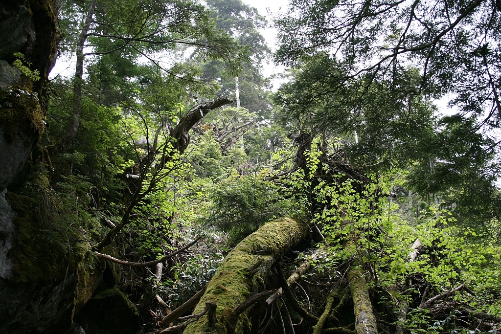 苔生す