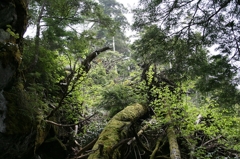 苔生す