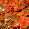 御嶽山の紅葉