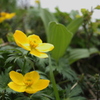 ミヤマキンポウゲ