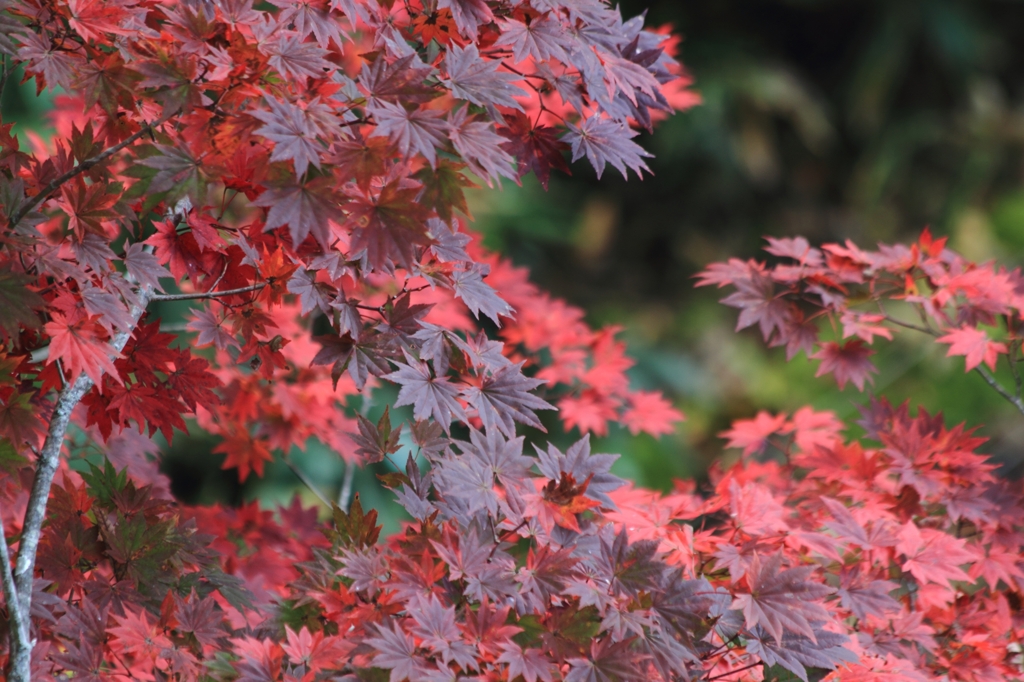 御嶽山の紅葉
