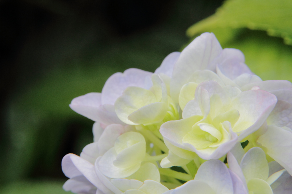 紫陽花