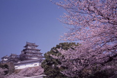 春の姫路城