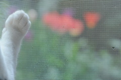 ネコ、花を見る