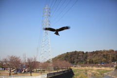 トンビ