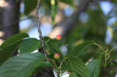 八重桜のさくらんぼ