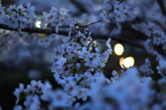 薄暮の桜
