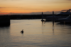 The bird waiting sunrise