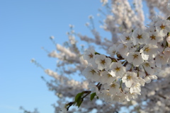 河川桜