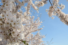 河川桜