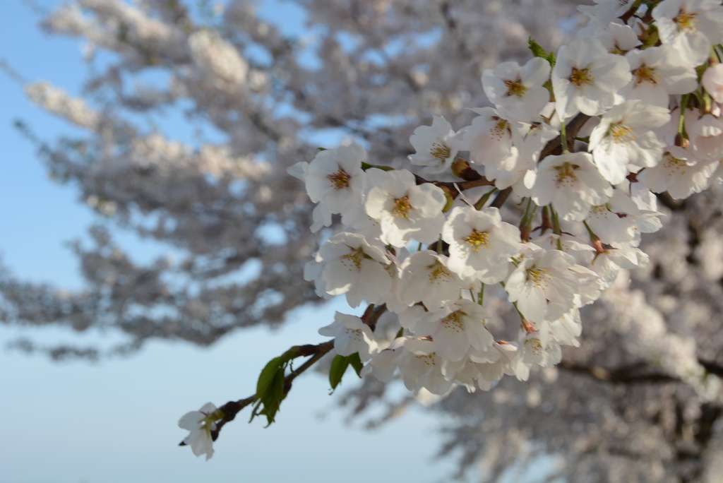 河川桜