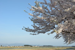 河川桜