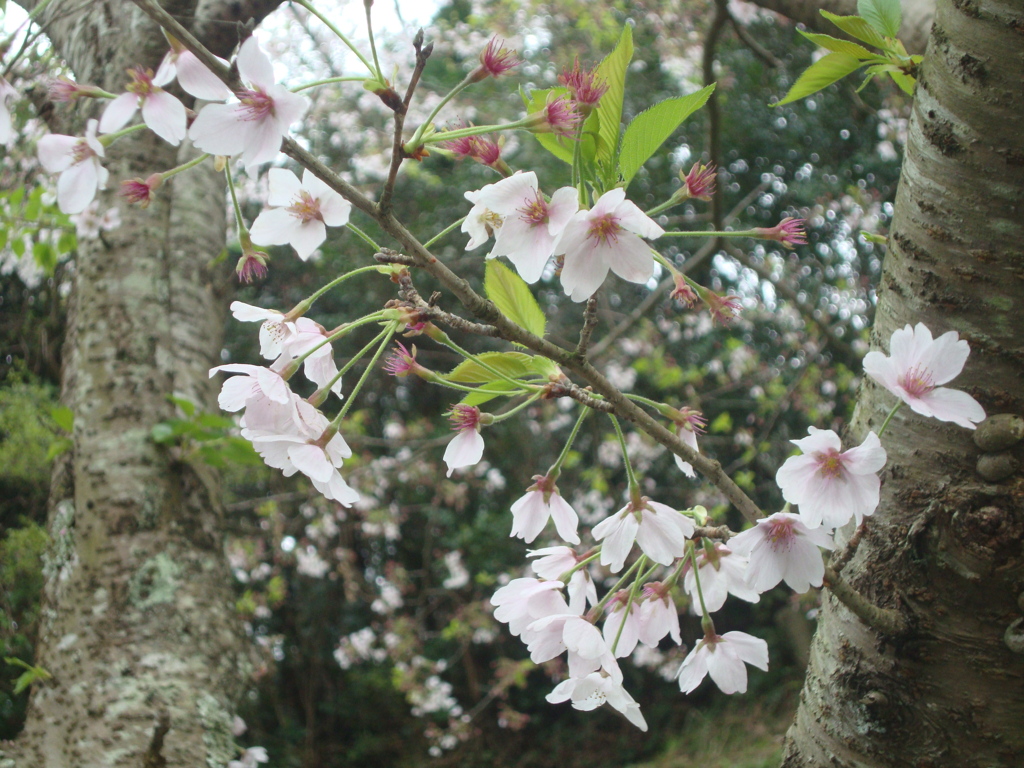 DSC00740