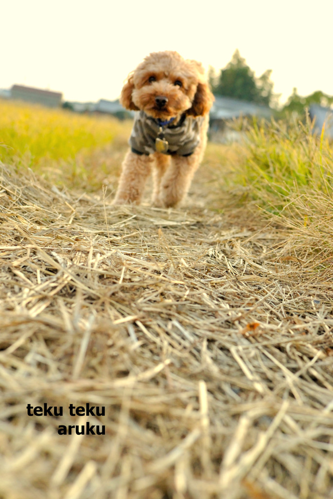 tekuteku aruku1