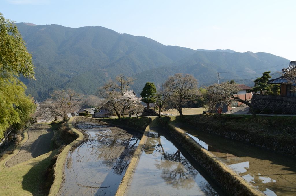 三多気の桜