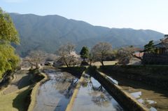三多気の桜