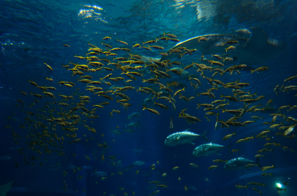 魚群