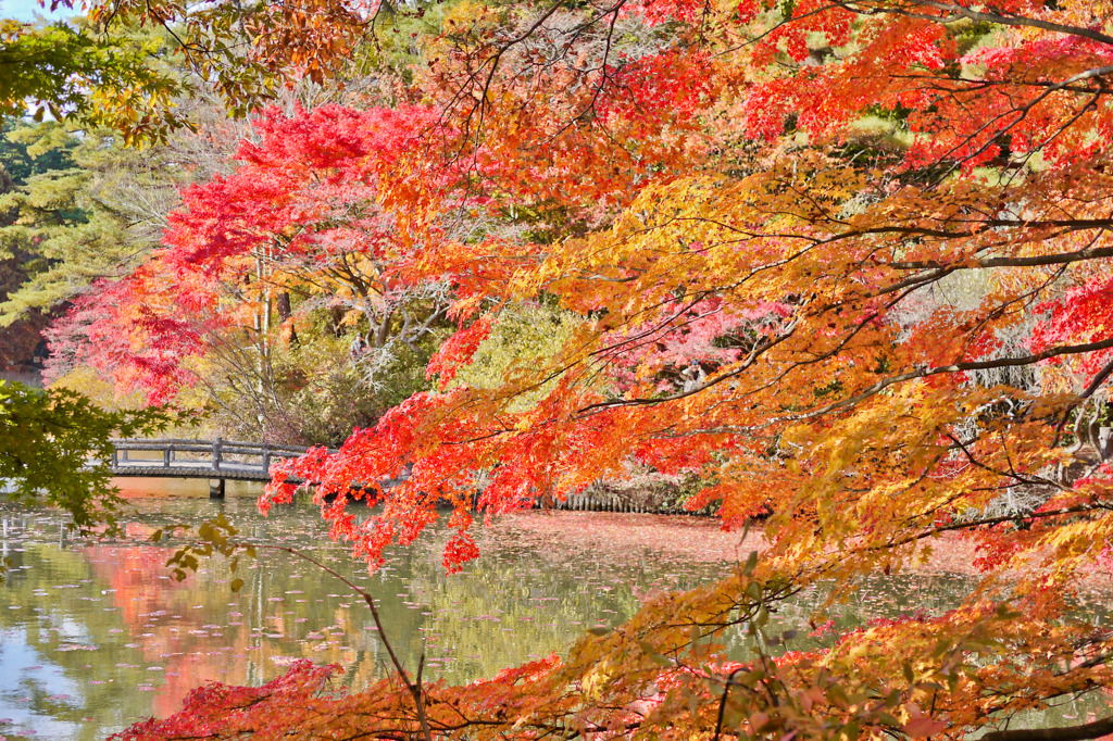 まるで桜のような