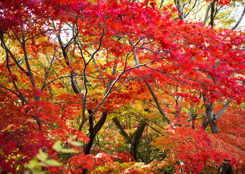 紅葉に染める