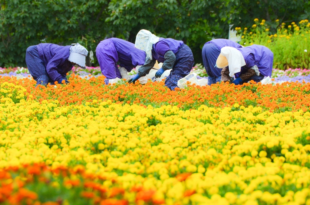 花摘み