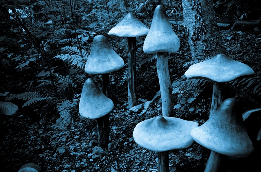 Big mushrooms