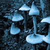 Big mushrooms