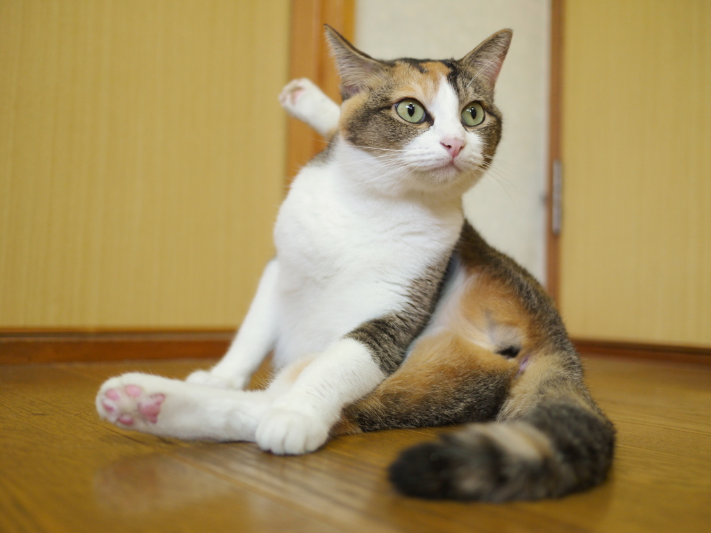 柔にゃん体操