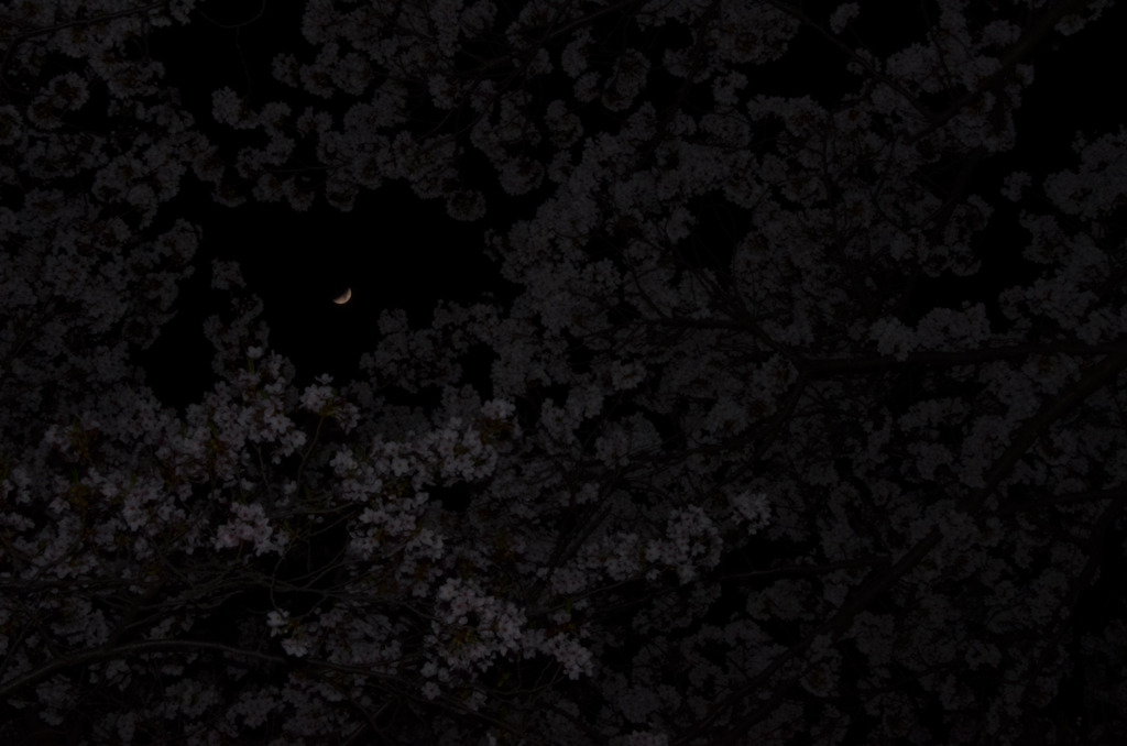 月夜桜