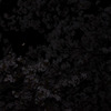 月夜桜