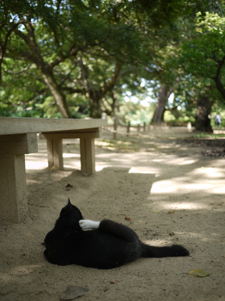 昼下がりの野良猫