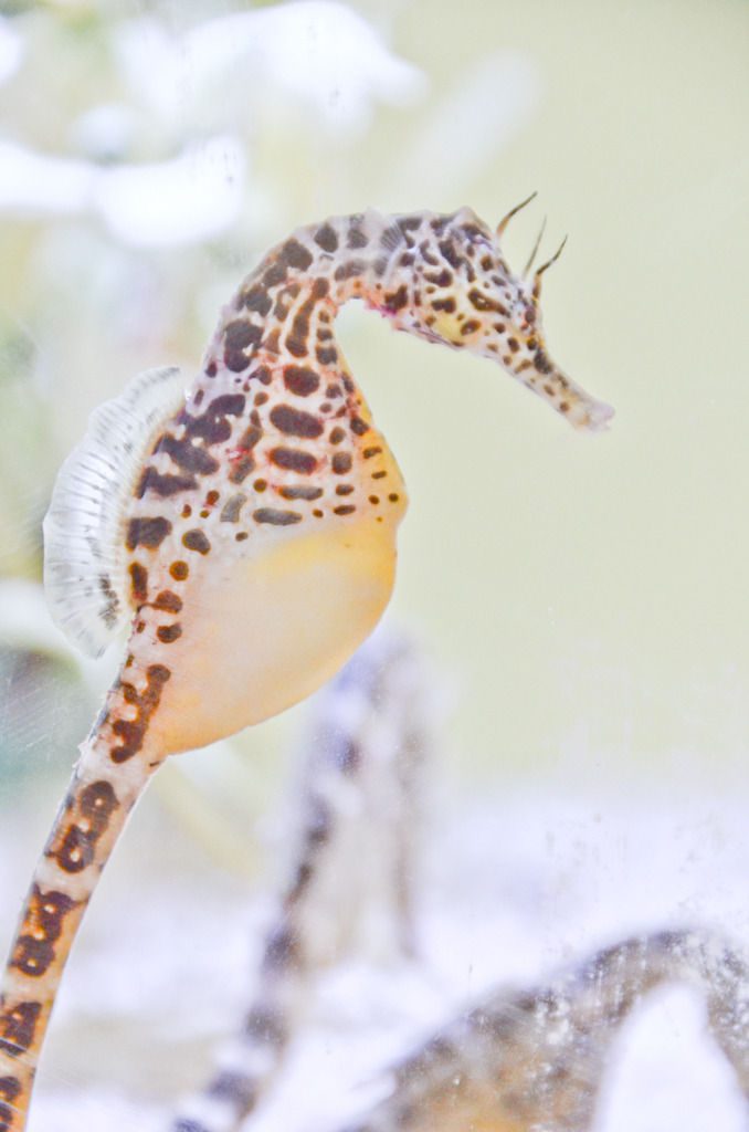 Hippocampus II