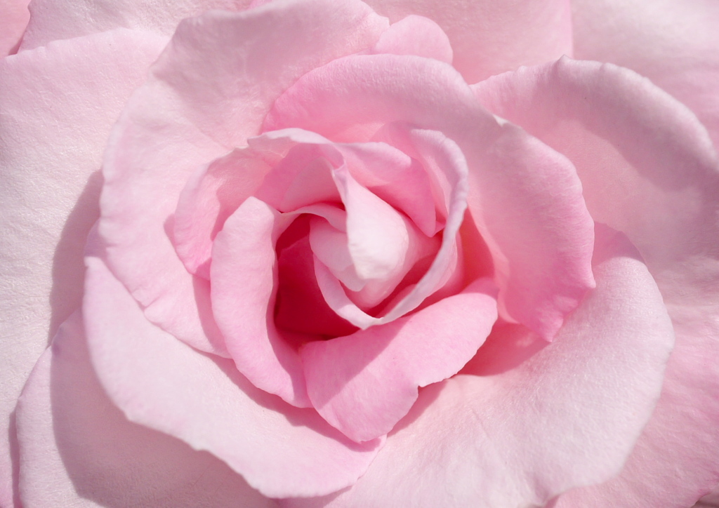 桃薔薇