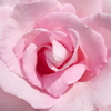 桃薔薇