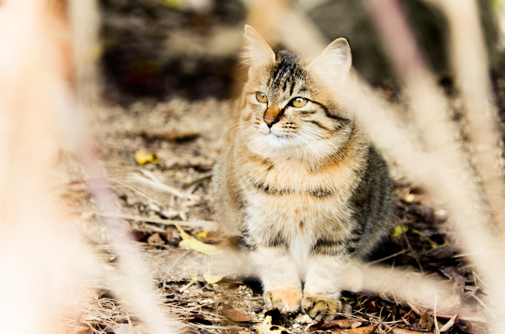 吾輩は野良猫である