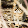 吾輩は野良猫である