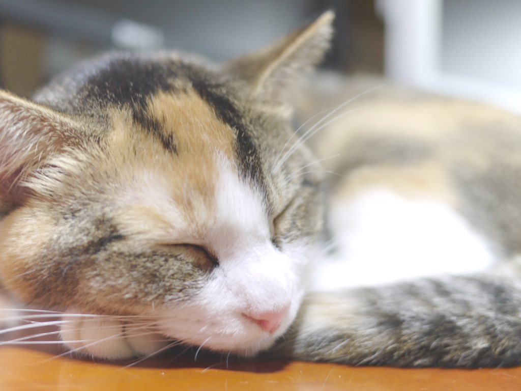 昼下がりの家猫