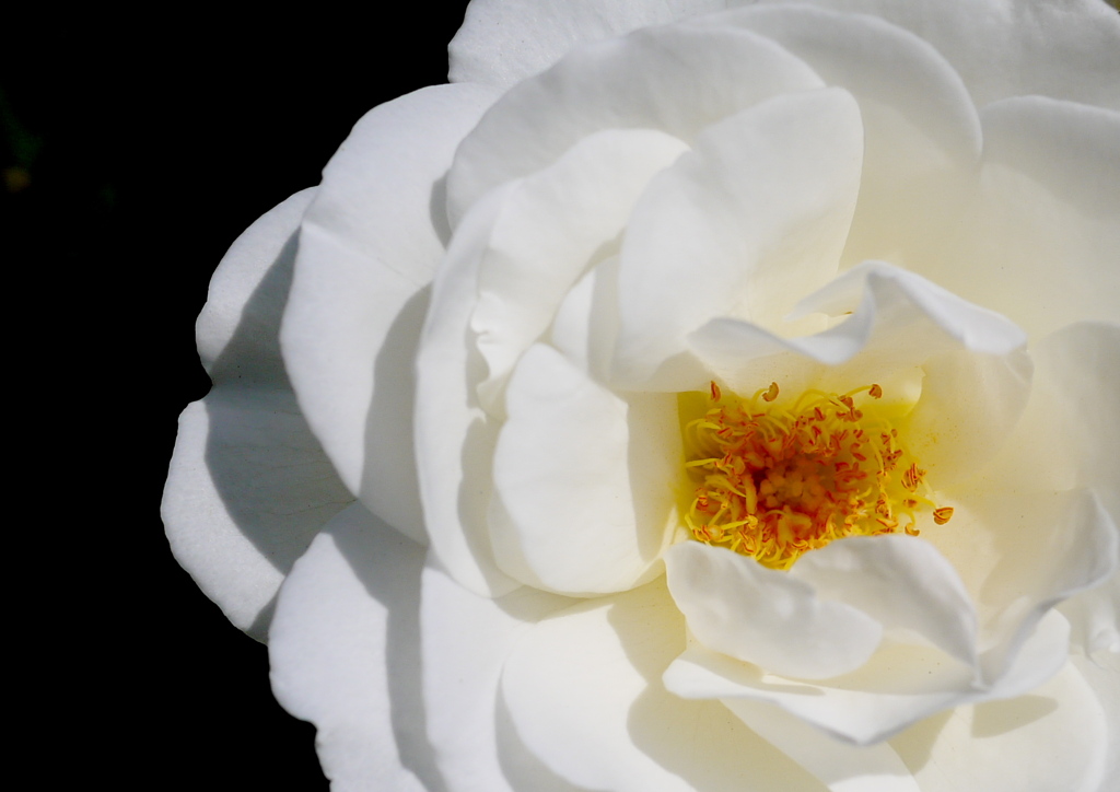 白薔薇
