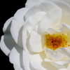 白薔薇
