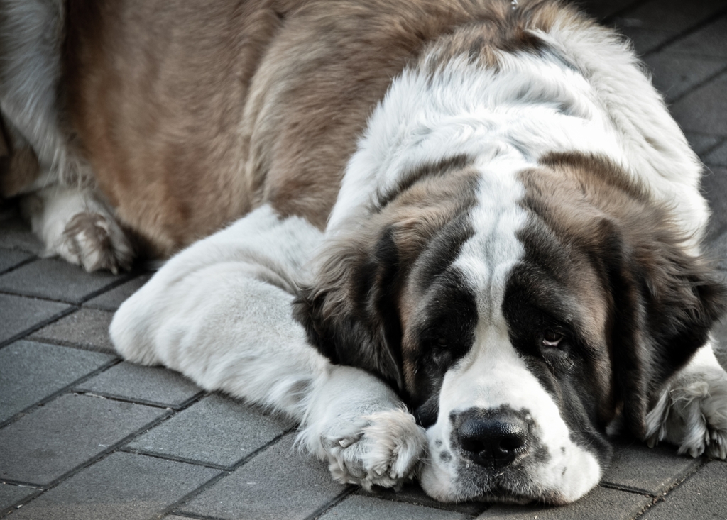 Boredom of the Saint Bernard